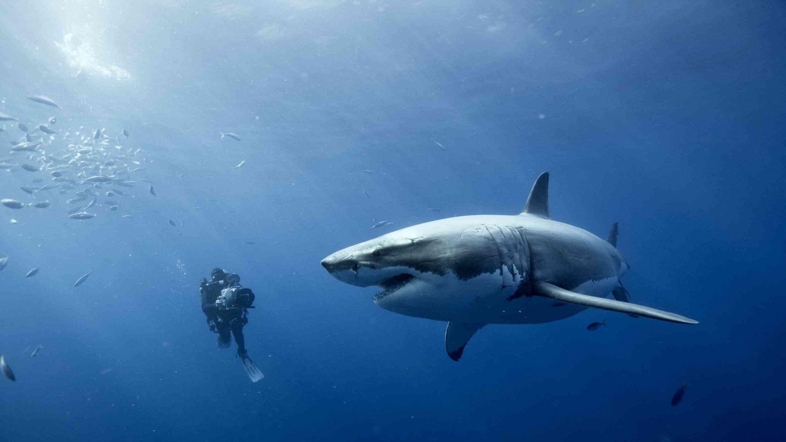 Photo White Shark