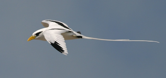 White-tailed tropicbird