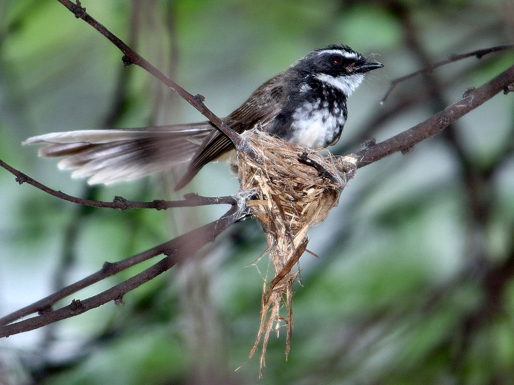 Pretty White-throated fantail
