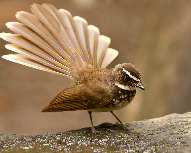 Pretty White-throated fantail