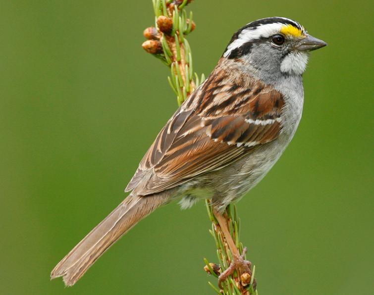 Pretty White-throated sparrow