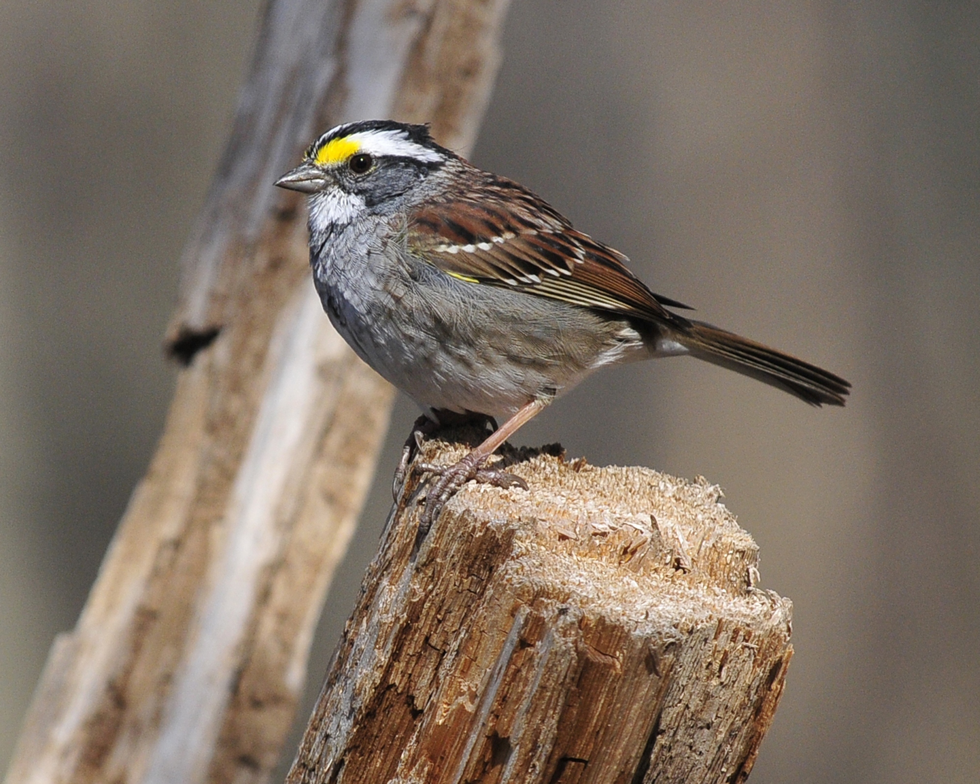 Pretty White-throated sparrow