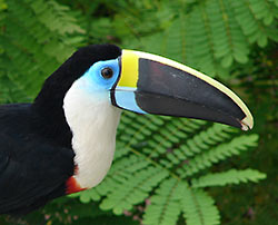 Pretty White-throated toucan
