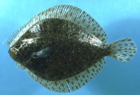 Windowpane flounder
