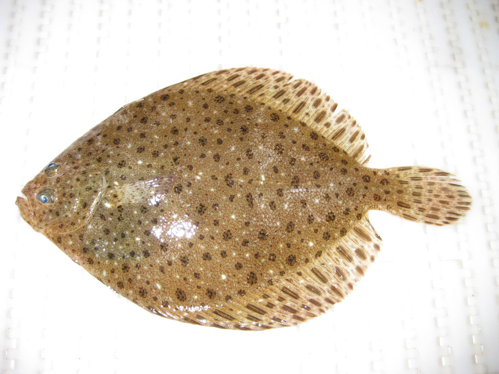 Pretty Windowpane flounder