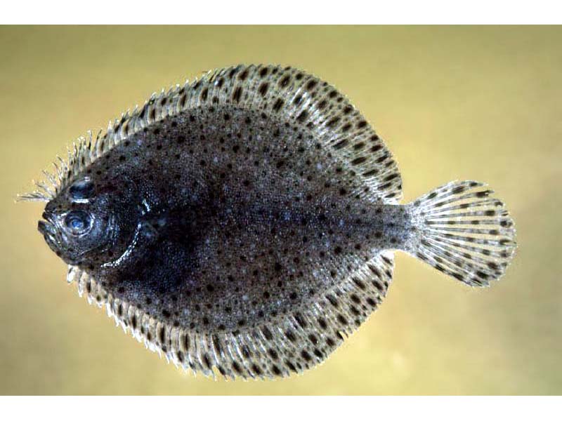 Pretty Windowpane flounder