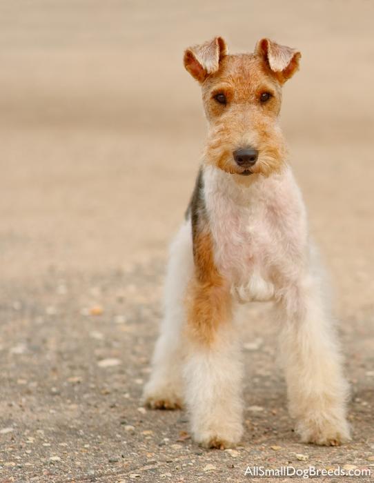 Wire Fox Terrier - Dog Breed