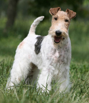 Nice Wire Fox Terrier - Dog Breed