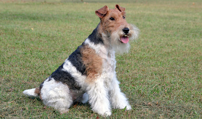 Pretty Wire Fox Terrier - Dog Breed