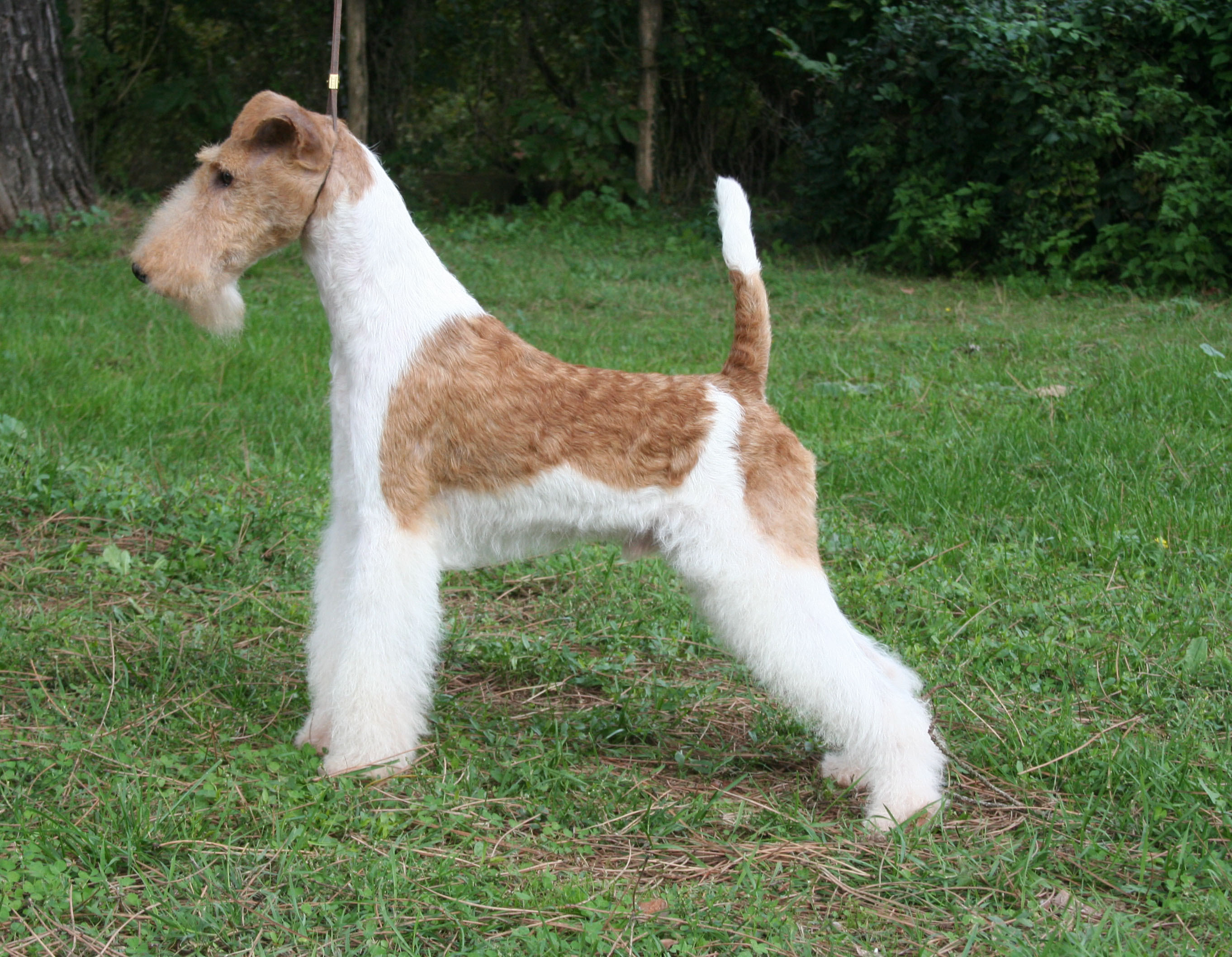 Wallpaper Wire Fox Terrier - Dog Breed