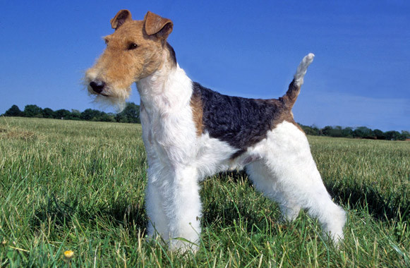 Photo Wire Fox Terrier - Dog Breed