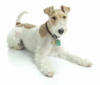 Wire Fox Terrier - Dog Breed photo 