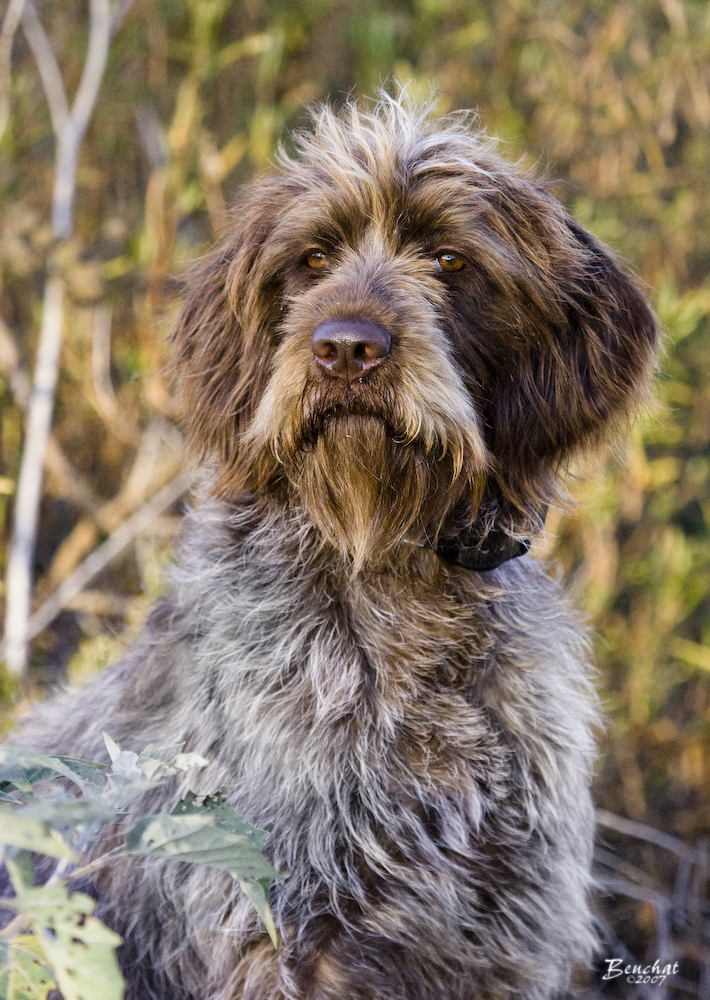 Wirehaired Pointing Griffon - Dog Breed