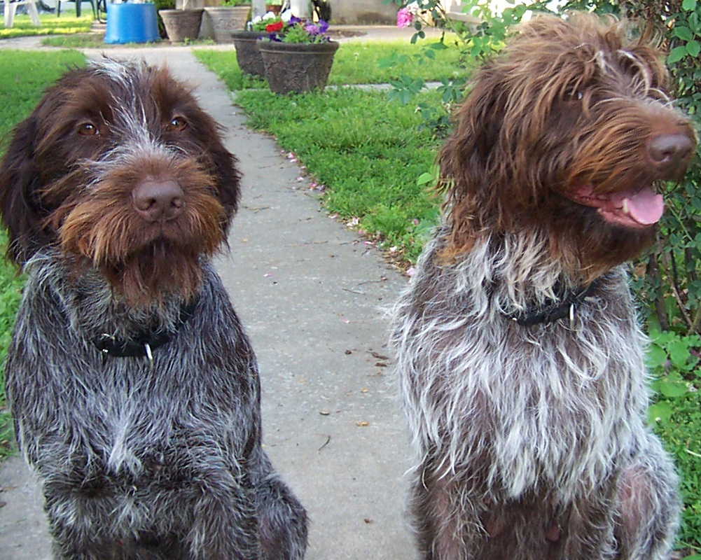 Nice Wirehaired Pointing Griffon - Dog Breed