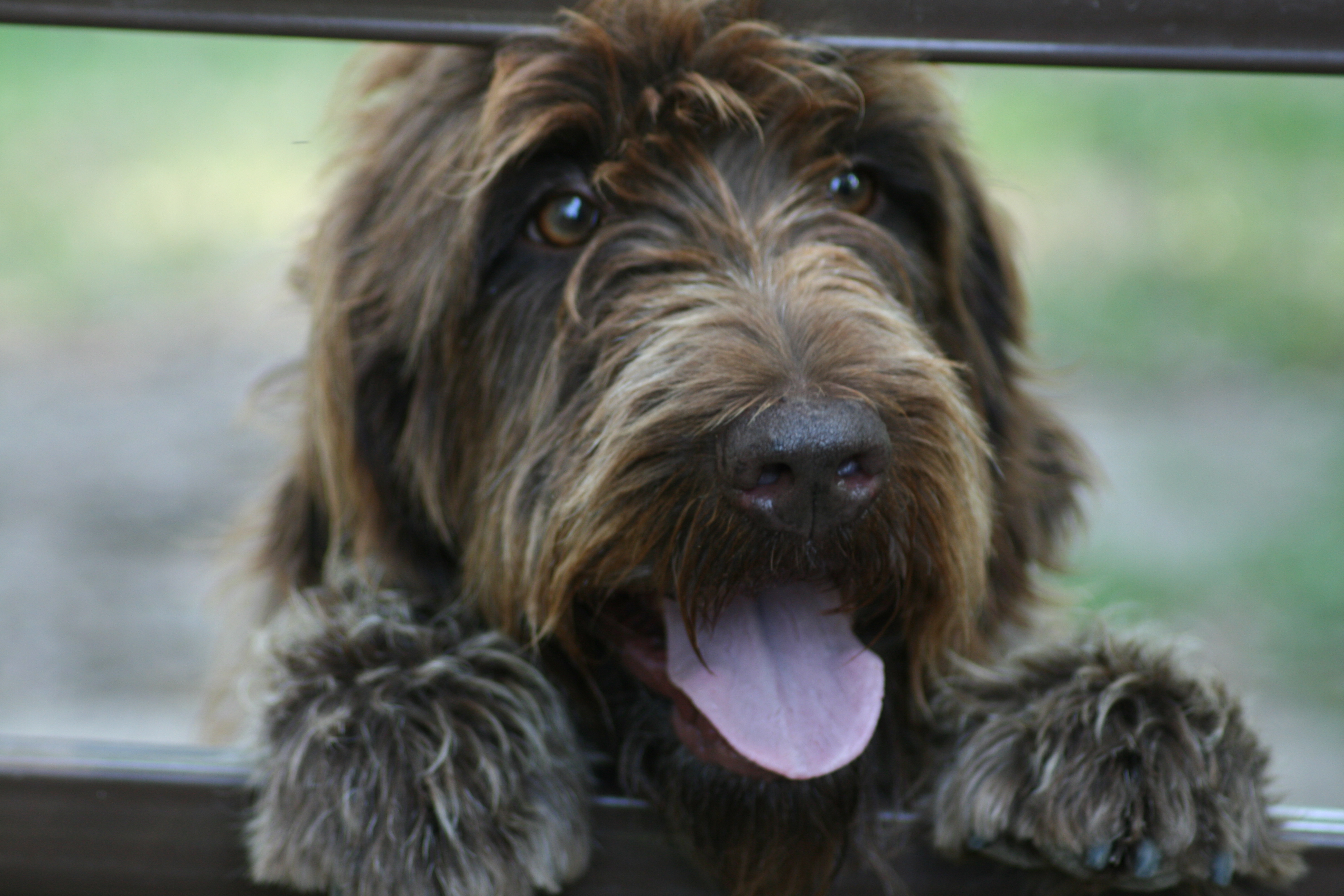 Cool Wirehaired Pointing Griffon - Dog Breed