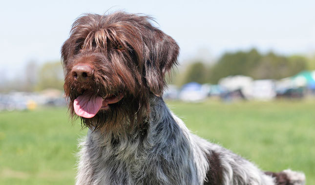 Pretty Wirehaired Pointing Griffon - Dog Breed