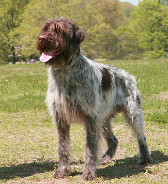 Cute Wirehaired Pointing Griffon - Dog Breed