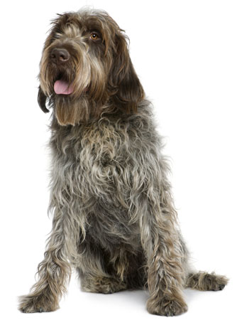 Wallpaper Wirehaired Pointing Griffon - Dog Breed