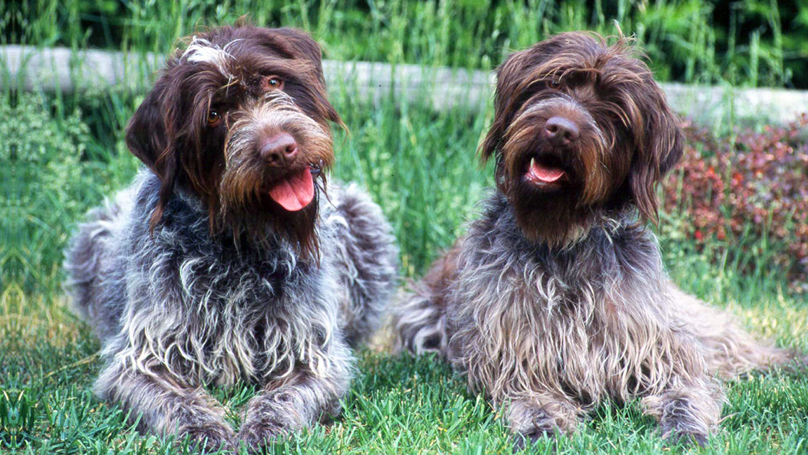 Wirehaired Pointing Griffon - Dog Breed wallpaper