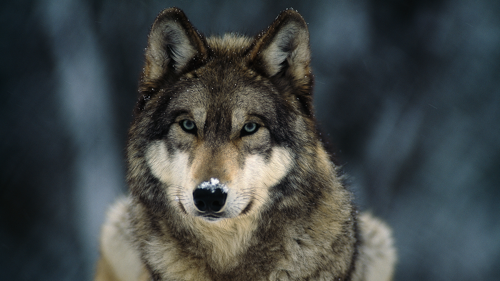 Pretty Wolf