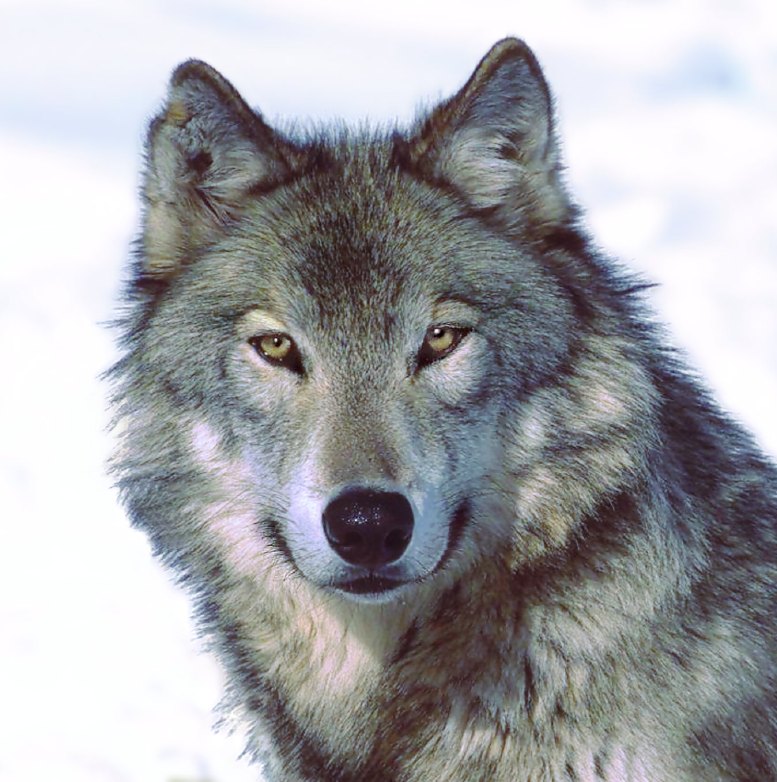 Wolf photo 