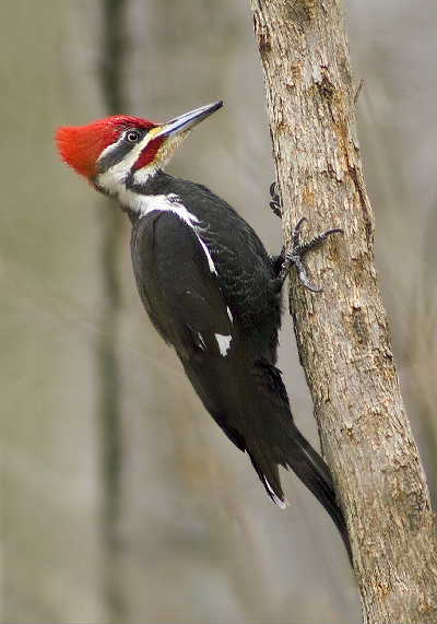 Nice Woodpecker