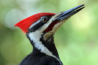 Cool Woodpecker