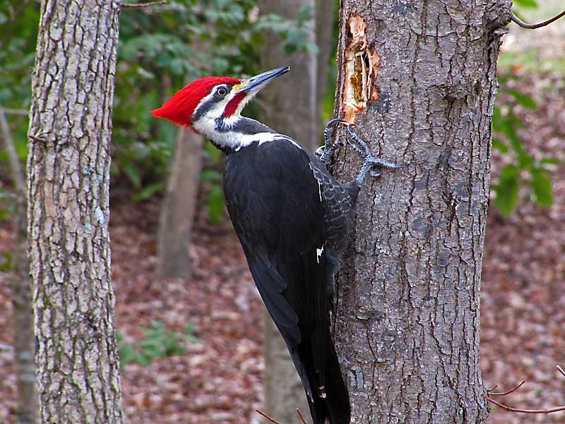 Pretty Woodpecker