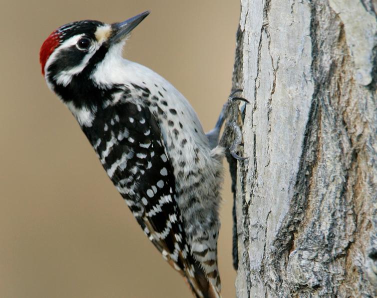 Cute Woodpecker