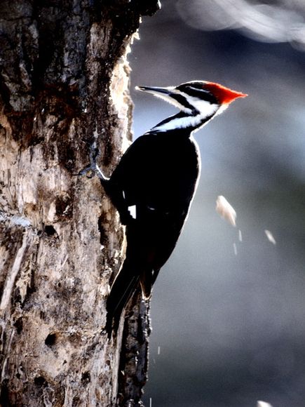 Wallpaper Woodpecker
