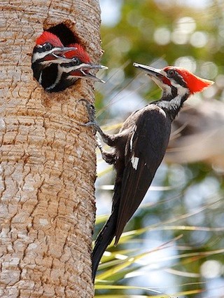 Woodpecker photo 