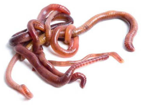 Nice Worms