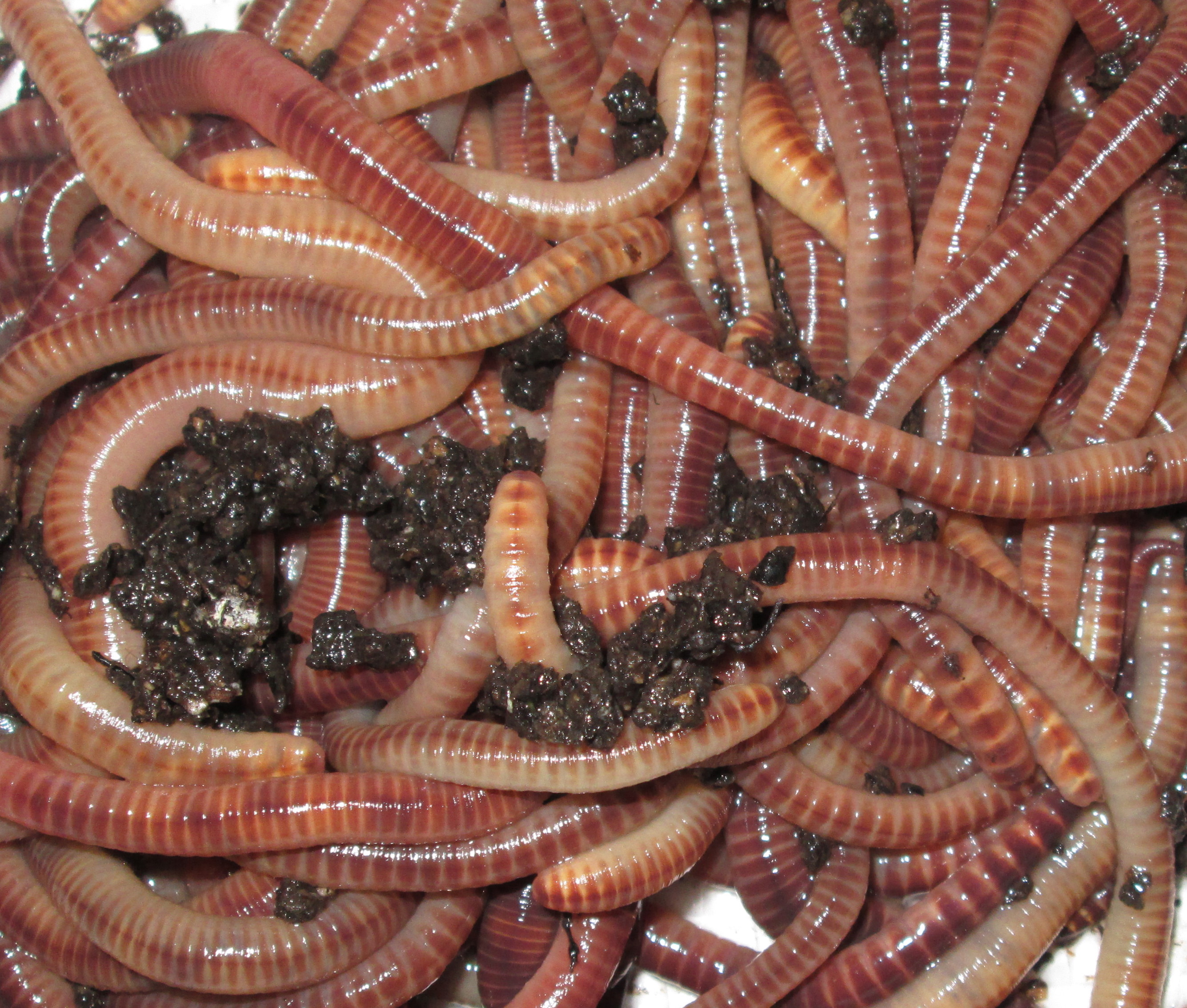 Cool Worms