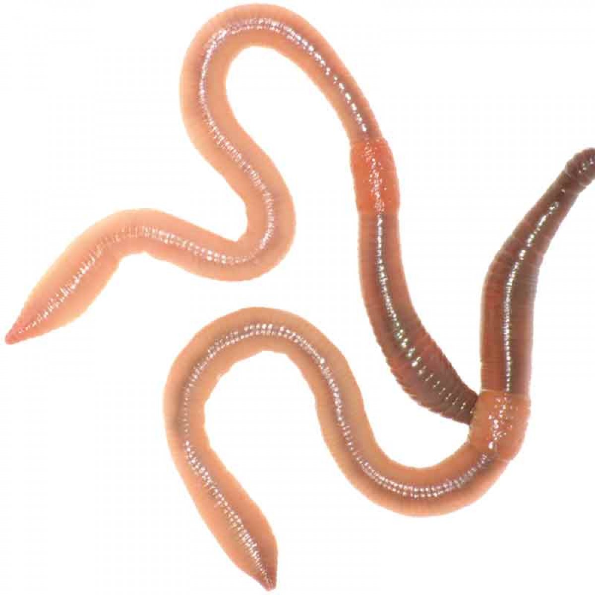 Pretty Worms