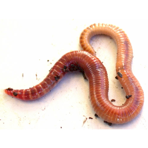 Cute Worms