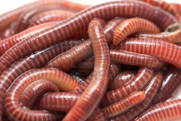 Photo Worms