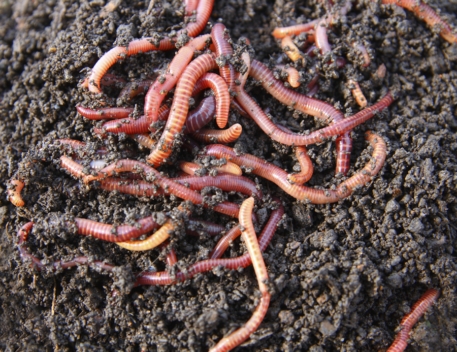 Worms photo 