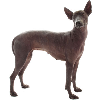 Cool Xoloitzcuintli - Dog Breed