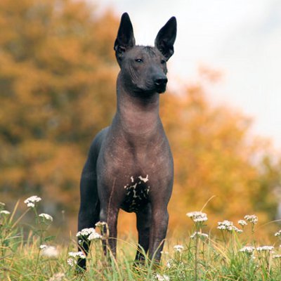 Pretty Xoloitzcuintli - Dog Breed