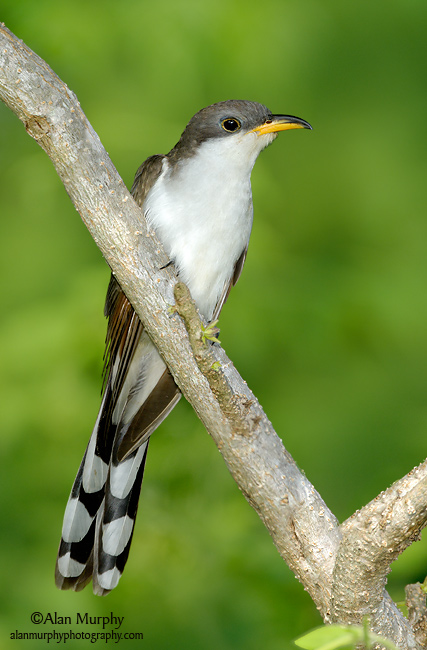 Pretty Yellow-billed cuckoo