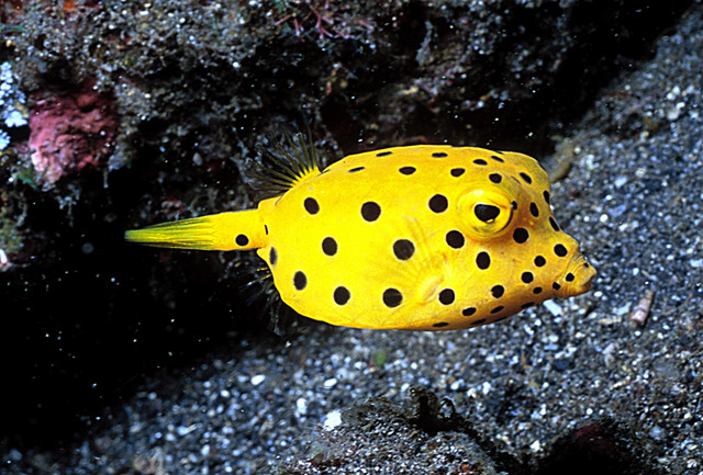 Pretty Yellow boxfish