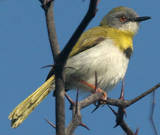 Yellow-breasted apalis