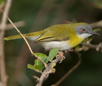 Pretty Yellow-breasted apalis