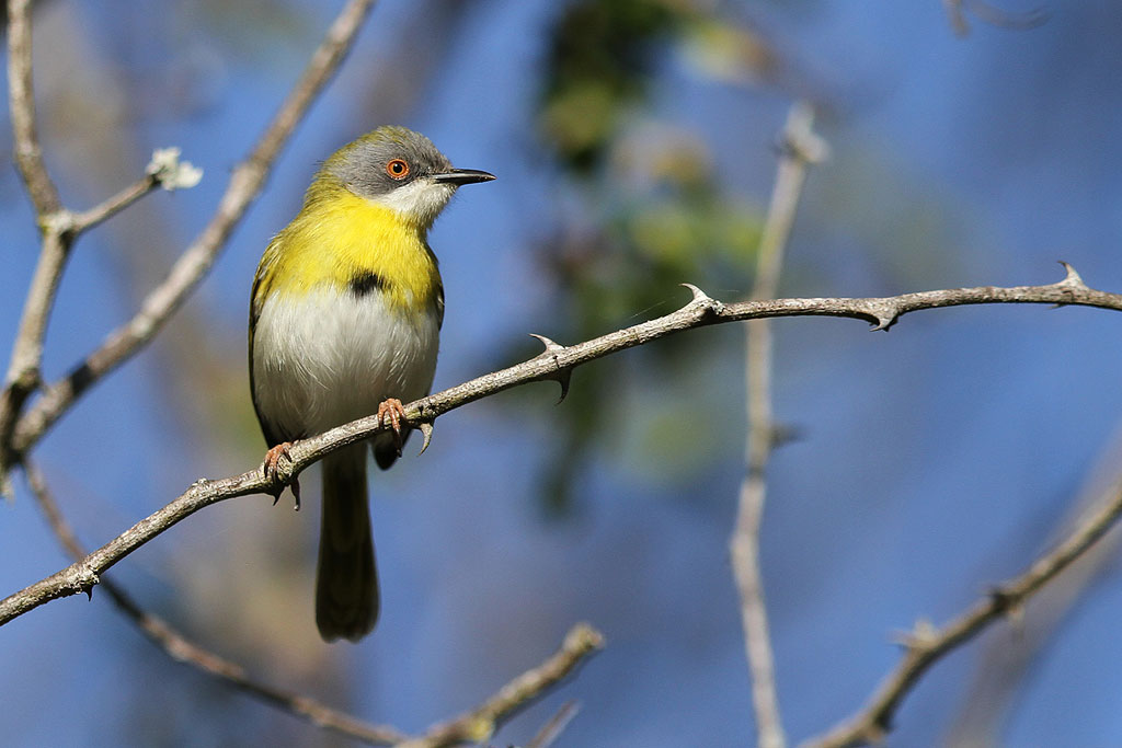 Pretty Yellow-breasted apalis