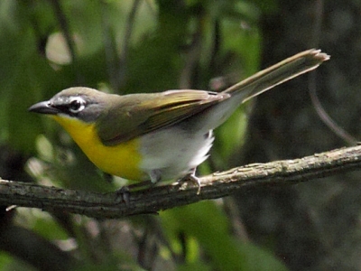 Pretty Yellow-breasted chat