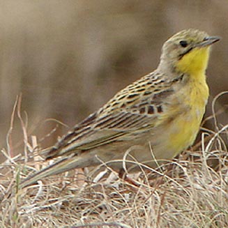 Yellow-breasted pipit