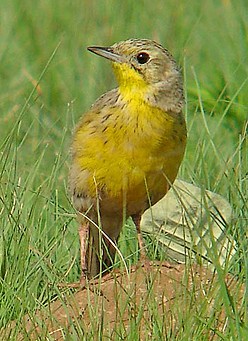 Pretty Yellow-breasted pipit