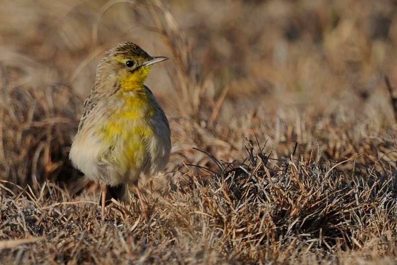 Pretty Yellow-breasted pipit