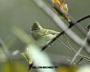 Yellow-browed tit
