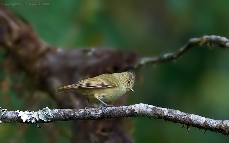 Pretty Yellow-browed tit